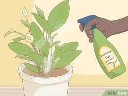 Spath or peace lily or closet plants with botanical name as spathiphyllum is a beautiful indoor air 5. How To Care For Peace Lilies 15 Steps With Pictures Wikihow