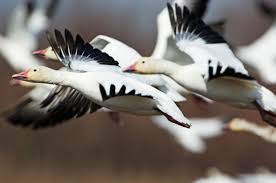 The Snow Goose A Welcome Stop Sign In Winter The New York Times Snow geese start breeding roughly two to four years old and breed in colonies on north of the snow geese can live very long lives, which is why they can be difficult for hunters to fool with decoys. the snow goose a welcome stop sign in