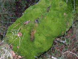 Image result for Lepidotrichilia