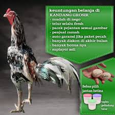 Ayam bangkok birma punya ciri yang berbeda dengan ayam jenis lainnya. Harga Telur Ayam Birma Asli Terbaru Juli 2021 Biggo Indonesia