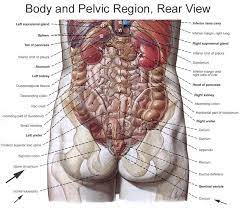 The vertebral column of the lower back includes the five lumbar vertebrae, the sacrum, and the coccyx. Anatomy Of The Pudendal Nerve Health Organization For Pudendal Education Human Body Organs Human Body Science Human Organ Diagram