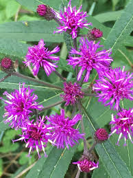 Image result for Vernonia hirsuta