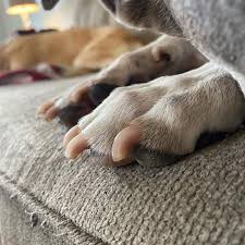 There is absolutely no rough handling or muzzling. Champooches Mobile Dog Pet Grooming Alberton Jhb South Alberton 2021