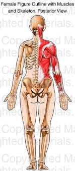 The bones of the chest and upper back combine to form the strong, protective rib cage around the vital thoracic organs such as. 17 Female Skeleton Ideas Female Skeleton Skeleton Anatomy