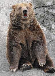 Rocky The Kodiak Bear Kodiak Bear Bear Bear Pictures