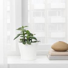 Papaja Blumentopf Weiss Ikea Blumentopf Ikea Papaja Weiss Ikea Planters Potted Plants Indoor Plant Pots