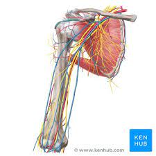 Major Arteries Veins And Nerves Of The Body Anatomy Kenhub