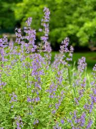 Image result for Nepeta
