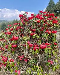 Image result for Rourea thomsonii