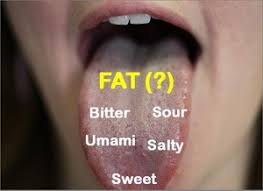 Check spelling or type a new query. Receptor For Tasting Fat Identified In Humans The Source Washington University In St Louis