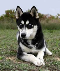 Black And Brown Siberian Husky Cute Siberian Husky Puppy Picture Husky Puppy Siberian Husky Siberian Husky Puppy