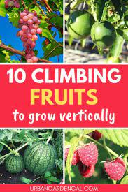 Grab a partner to help you wrap the saran wrap around the tree on top of the quilt batting. 12 Climbing Fruit Plants Urban Garden Gal