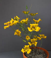 Image result for Hereroa glenensis