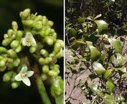 Image result for Psychotria heterosticta