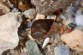 Image result for Behnia reticulata