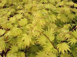 We did not find results for: Acer Shirasawanum Jordan