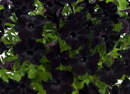 Your main consideration for the soil is that it drains properly. Petunia Ray Black Sugar Creek Gardens