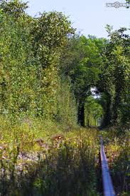 Tunelul iubirii, celebră atracţie turistică din caraş severin, a fost lăsat de izbelişte în ultimii ani. Tunelul Iubirii De La Obreja Caras Severin Country Roads Favorite Places Places