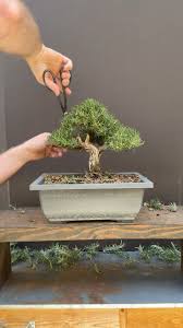 Image result for rosemary bonsai