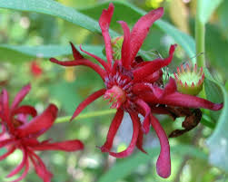 Check spelling or type a new query. This Native Evergreen Shrub Georgia Native Plant Society Facebook