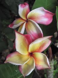 If you like plumeria for 2018, you might love these ideas. Plumeria Flowers For Sale Novocom Top