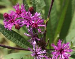 Image result for Vernonia guineensis