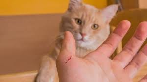 Sakit tenggorokan biasanya bukanlah pertanda penyakit serius, namun bukan berarti ini membuatnya lebih mudah dihadapi. Gejala Penyakit Akibat Cakaran Kucing Dan Pengobatannya Hot Liputan6 Com
