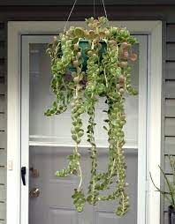 Senecio Jacobensii Trailing Jade Plant And Flower Jade Plants Hanging Succulents Plants