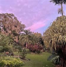 Image result for Hunteria congolana