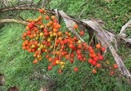 Image result for Aiphanes horrida