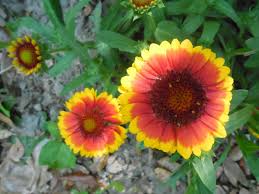 Image result for Volusia resupinata