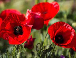 Mulai dari merah, oranye, kuning, putih dan pink. Daftar Nama Bunga Lengkap Beserta Gambar Dan Penjelasannya Bibitbunga Com