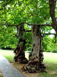 Check spelling or type a new query. Chatham S Catalpas Fredericksburg Spotsylvania National Military Park U S National Park Service