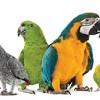 Story image for Best Pet Supplies Bird Supplies Bird Food For Sale from PetProductNews.com