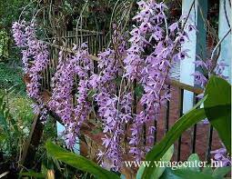 Pin On Orchiedak Es Mas Viragok