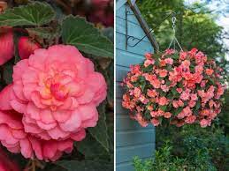 Floraldaily Global Flower News