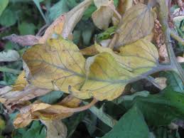 Maybe you would like to learn more about one of these? Sudden Outbreak Of Yellow Leaves On Tomato And Other Plants Gardening Landscaping Stack Exchange