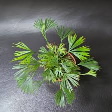 Image result for Actiniopteris radiata