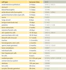 how quickly do different cells in the body replace themselves