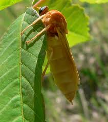 Image result for Rinorea ferruginea