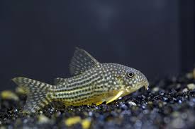 Breeding Cory Catfish 10 Gallon Fish Tank Aquarium Fish Tank Aquarium Fish