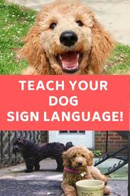 Detailed Training Guide To Teach Dogs Sign Language In 2020 Funny Dog Signs Dog Sign Language Dog Signs