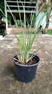 Image result for Elionurus muticus