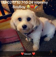 Loss of beloved pets, condolences and support