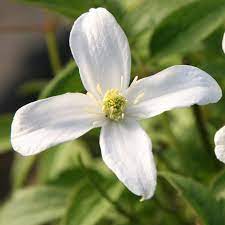 It adapts particularly well to shaded clematis montana var. Buy Clematis Group 1 Clematis Montana Var Grandiflora 23 99 Delivery By Crocus