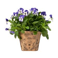 Check spelling or type a new query. Viola Sorbet Edible Flowers Woolworths Co Za