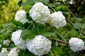 Maybe you would like to learn more about one of these? 4 Best Viburnums To Plant In Colorado Shrubs And Trees