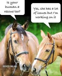Heart And Hooves Rescue And Sanctuary On Twitter Funny Horse Memes Horse Jokes Funny Horse Pictures