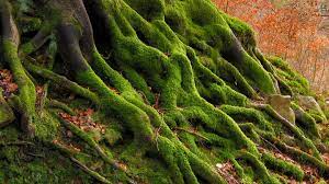She does a very elisabeth moss thing, which is… show strength and vulnerability at once, and also mystery. What Side Of The Tree Does Moss Grow On Woodland Trust