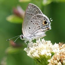 Image result for Strychnos mellodora